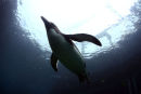 PENGUIN DIVING 15